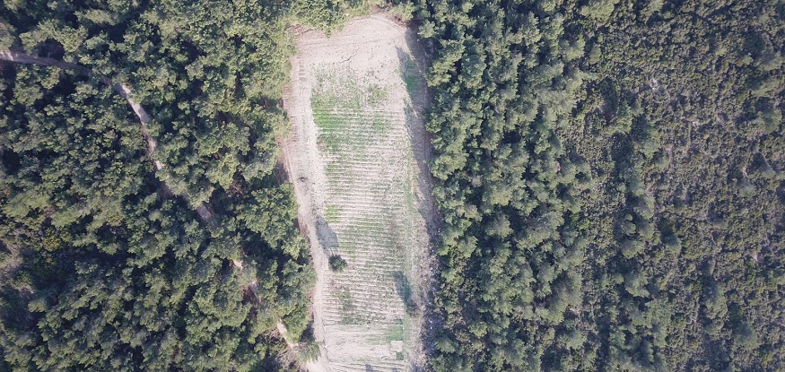 İzmir'de Hazine ve Orman Arazilerini Satmaya Çalışan Kamu Görevlileri Gözaltına Alındı