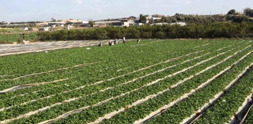 İzmir'de Tarım Arazileri İmara Açıldı